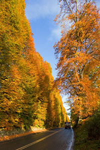 Meikleour Beech Hedge